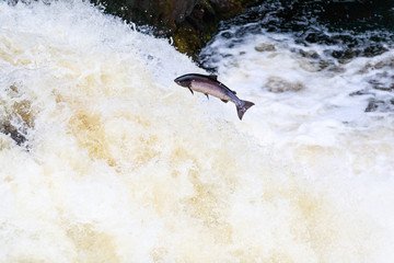 Large Atlantic salmon leaping up the waterfall on their way migration route to their spawning...