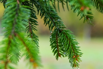Raindrops on a branch of spruce. Rainy autumn day. Close-up.