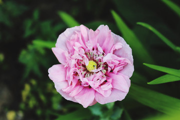 Fototapeta premium pink flower in the garden