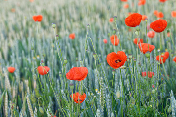 Klatschmohn im Weizenfeld
