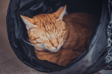 Ginger young cat sleeping peacefully on the black tube