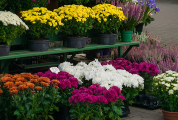 Multi-colored bouquets for sale on the market for sale.