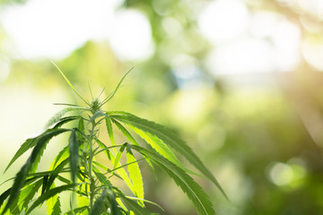 marijuana plant and green leaf herbal medical