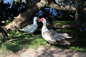  The beautiful ducks that inhabit the Moinhos de Vento Park in Porto Alegre, enjoying a pleasant sunny day.