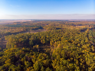 Autumn forest aerial drone view