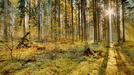sunset in fall pine forest