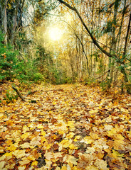 gold maple leaves in sunny autumn forest
