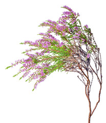 Obraz premium single branch of pink blossoming heather on white