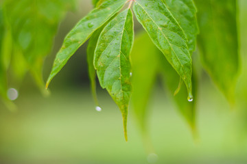 Raindrops on the leaves of a tree. Rainy day, early autumn. Close-up.
