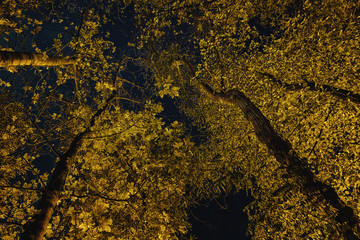 Trees at night