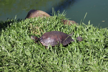 Obraz premium Beautiful turtles enjoying a sunny day in the small lake of the park Moinhos de Vento in Porto Alegre, Rio Grande do Sul.