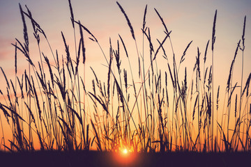 Evening bright landscape with tall grass against the backdrop of the setting sun. Reed plant at sunset