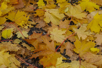 Earth covered with yellow and orange maple leaves.