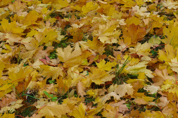 Earth covered with yellow and orange maple leaves.