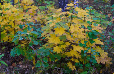 Scattered with yellow-orange leaves, maple tree branches in the park.