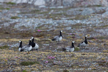 group of barnacle geese (branta leucopsis) standing in tundra in Svalbard