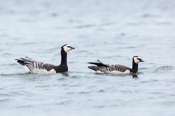 Fototapeta premium two barnacle geese (branta leucopsis) swimming on water surface