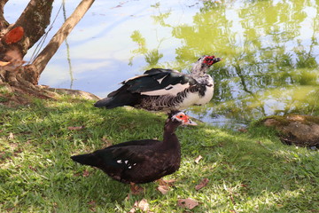  The beautiful ducks that inhabit the Moinhos de Vento Park in Porto Alegre, enjoying a pleasant sunny day.