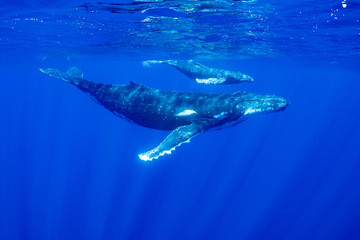 ザトウクジラ ババウ島