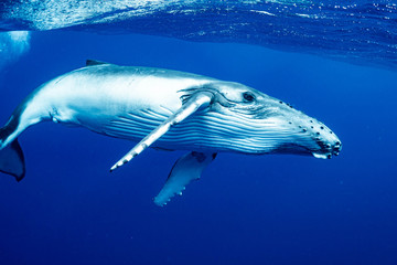 ザトウクジラ Megaptera novaeangliae