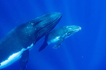 ザトウクジラ トンガ 鯨