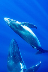 ザトウクジラ トンガ