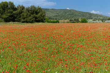 Wiese mit Klatschmohn