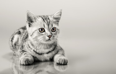 beautiful little kitten