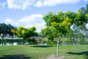 Koelreuteria paniculata tree and flower in Autumn. Common names include goldenrain tree, pride of India, China tree, or varnish tree. The yellow flowers have turned into brownish colored seed pods.