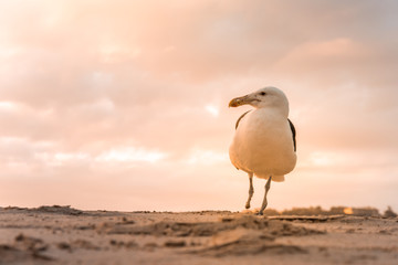 A single Kelp Gull (Larus Dominicanus) standing on one leg on the Plettenberg Bay beach at sunset. Western Cape, South Africa
