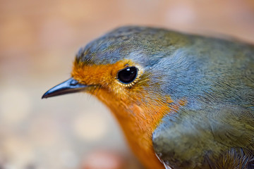 pretty redbreast in very close-up