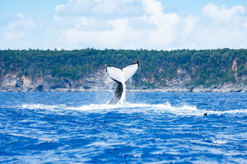 Naklejka premium ザトウクジラ 座頭鯨 Humpback whale