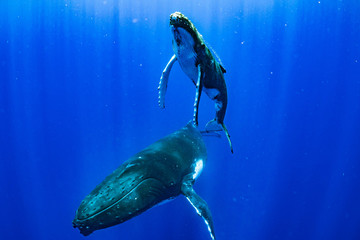 ザトウクジラ 座頭鯨 Humpback whale