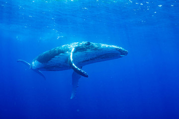 ザトウクジラ 座頭鯨 Humpback whale