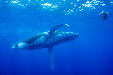 Obraz premium ザトウクジラ 座頭鯨 Humpback whale