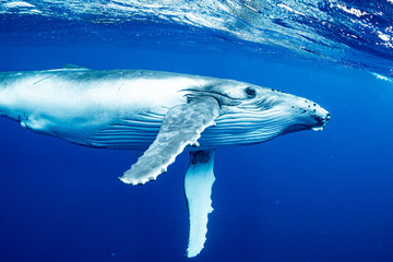 ザトウクジラ 座頭鯨 Humpback whale