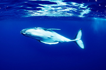 ザトウクジラ 座頭鯨 Humpback whale © Earth theater