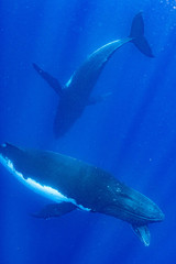 ザトウクジラ 座頭鯨 Humpback whale