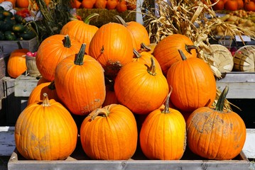 Display of round orange pumpkins at the farmers market in the fall