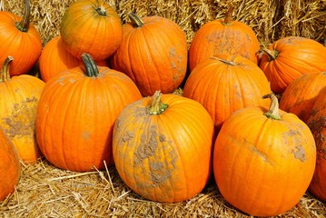 Display of round orange pumpkins at the farmers market in the fall