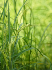 green paddy rice in the field plant, Jasmine rice on blurred of nature background