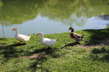  The beautiful ducks that inhabit the Moinhos de Vento Park in Porto Alegre, enjoying a pleasant sunny day.