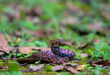 Naklejka na ściany i meble Assam Mountain Snake found in Thailand rain forest. 