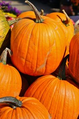 Display of round orange pumpkins at the farmers market in the fall