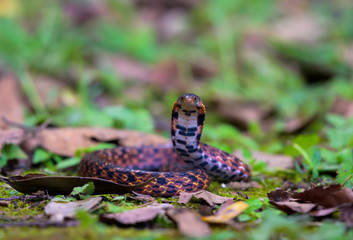 Assam Mountain Snake found in Thailand rain forest. 
