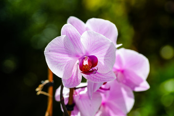 Orchidaceae, Orchidee, Orchideen 