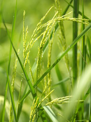 green paddy rice in the field plant, Jasmine rice on blurred of nature background