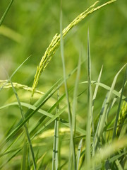 green paddy rice in the field plant, Jasmine rice on blurred of nature background