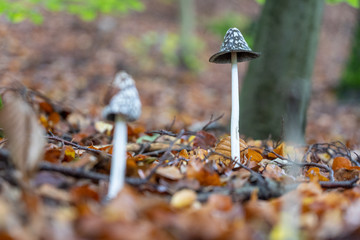 Pilze im Herbstwald
