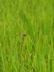 green paddy rice in the field plant, Jasmine rice on blurred of nature background